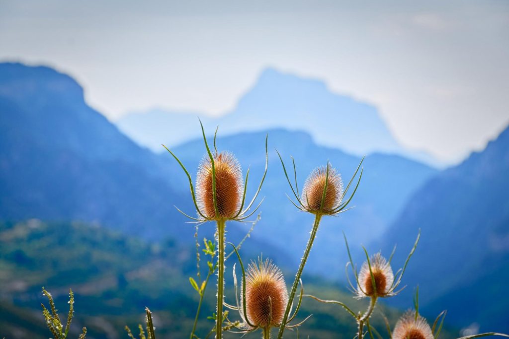 Samsung Galaxy A36 review camera foto