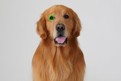 Imagini uimitoare cu animale, realizate cu functia Focalizare automata a ochilor in timp real pentru animale